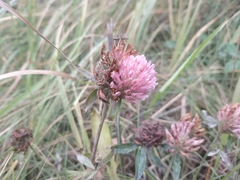 Trifolium pratense