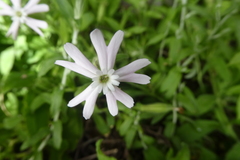 Silene undulata undulata