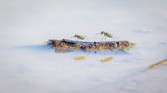 Myriochila semicincta