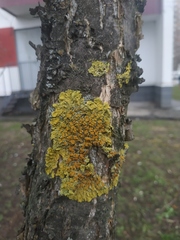 Xanthoria parietina