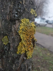 Xanthoria parietina