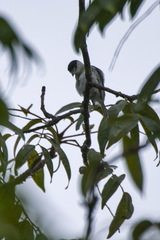 Pachyramphus rufus