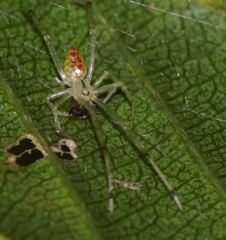 Thwaitesia margaritifera