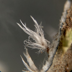 Peltigera elisabethae