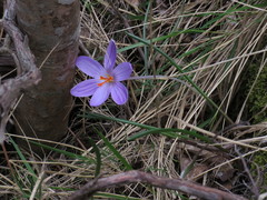 Crocus corsicus