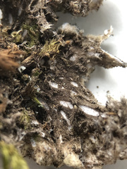 Peltigera elisabethae