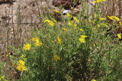 Osteospermum microcarpum microcarpum