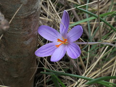Crocus corsicus