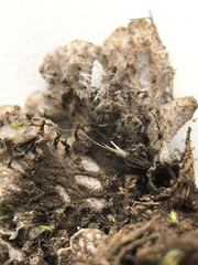 Peltigera elisabethae