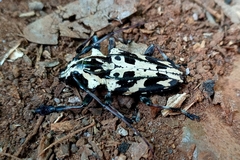 Steirastoma marmoratum