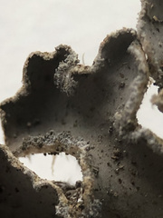 Peltigera elisabethae