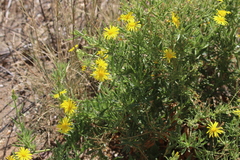 Osteospermum microcarpum microcarpum