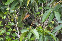 Pachyramphus rufus