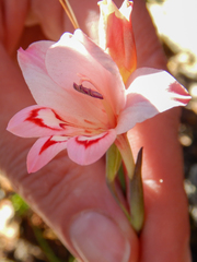 Gladiolus vigilans