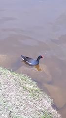 Gallinula galeata