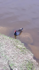 Gallinula galeata