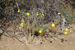 Osteospermum microcarpum microcarpum