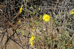 Osteospermum microcarpum microcarpum