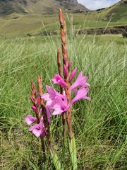 Watsonia lepida