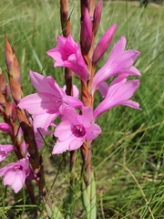 Watsonia lepida