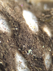 Peltigera elisabethae