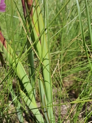 Watsonia lepida