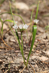 Allium brandegeei