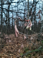 Corylus avellana