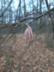 Corylus avellana