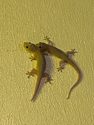 Asian House Gecko