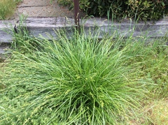 Carex divulsa divulsa