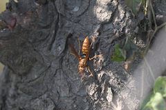 Polistes jokahamae