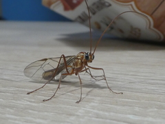 Ophion obscuratus