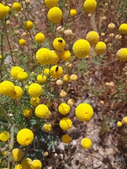 Oncosiphon pilulifer