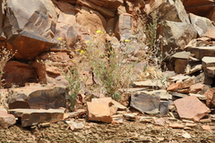 Osteospermum microcarpum microcarpum