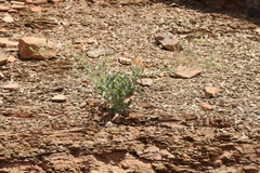 Osteospermum microcarpum microcarpum