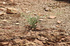 Osteospermum microcarpum microcarpum