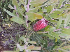 Protea burchellii × laurifolia