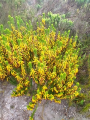 Erica coccinea