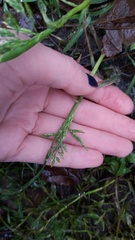 Poa annua