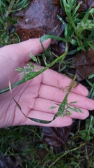 Poa annua