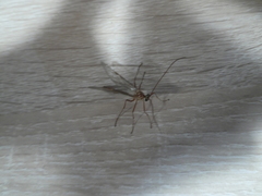 Ophion obscuratus