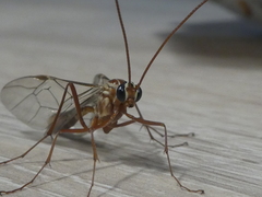 Ophion obscuratus