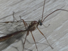 Ophion obscuratus