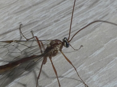 Ophion obscuratus