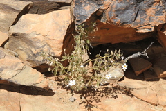 Jamesbrittenia primuliflora