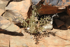 Jamesbrittenia primuliflora