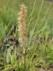 Holothrix scopularia