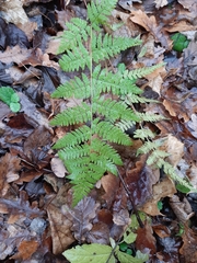 Dryopteris carthusiana