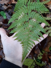 Dryopteris carthusiana